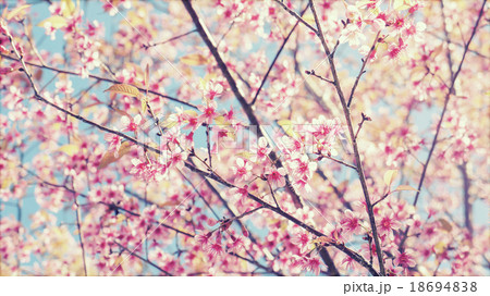 Wild Himalayan cherry blooming, Vintage color Wild Himalayan cherry blooming, Vintage color 18694838
