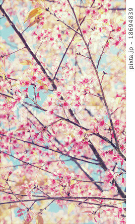 Wild Himalayan cherry blooming, Vintage color 18694839