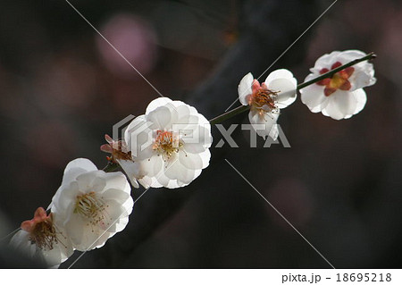 思いのまま 梅 Japanese Apricotの写真素材