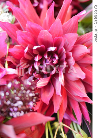 黒蝶ダリア 黒蝶ダリア 18695575