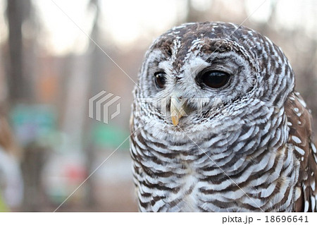 アカアシモリフクロウ 18696641