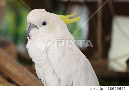 キバタン キバタン 18696642