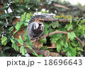 コモンマーモセット 18696643