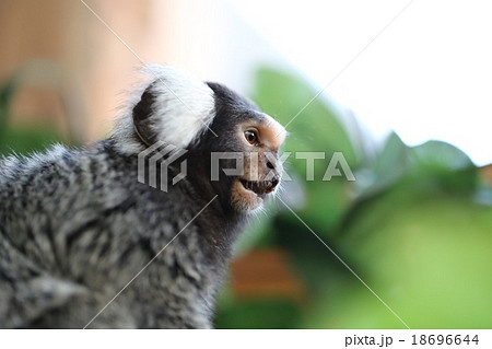 コモンマーモセット 18696644