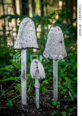 Coprinus comatus 18696931