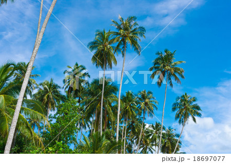 Palms at remote island 18697077