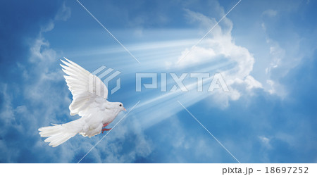 Dove in the air with wings wide open Dove in the air with wings wide open 18697252