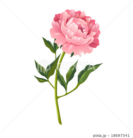 Peony Realistic Illustration のイラスト素材