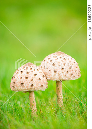 キノコのペア 18699223