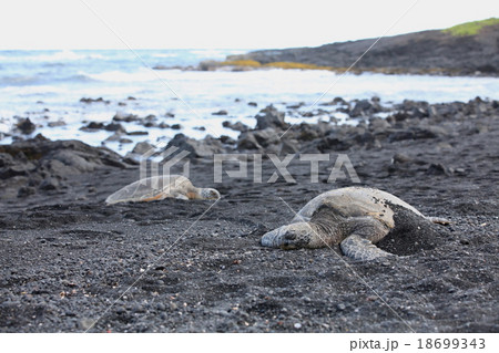 プナルウ黒砂海岸 18699343