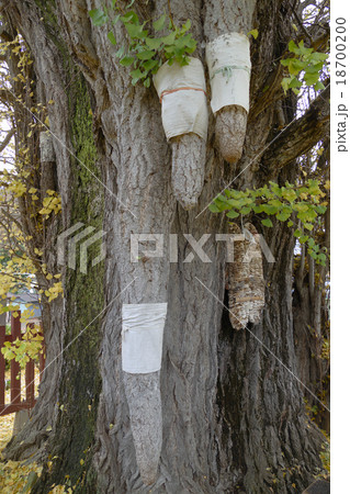 長野県天然記念物 乳房イチョウ 長野県天然記念物 乳房イチョウ 18700200