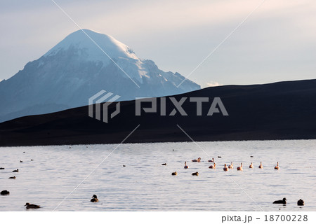 Snow capped Stratovolcano Sajama Lake Chungara 18700228