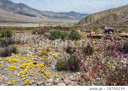 Flowering desert in the Chilean Atacama Desert Flowering desert in the Chilean Atacama Desert 18700234