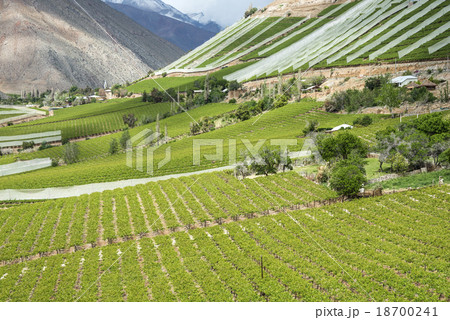 Vineyards of the Elqui Valley, Andes part Atacama  18700241