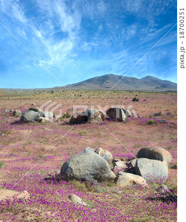 Flowering desert in the Chilean Atacama Flowering desert in the Chilean Atacama 18700251