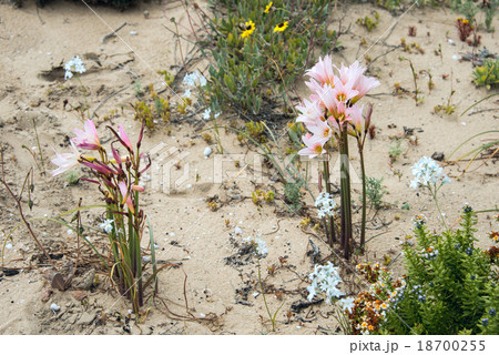 Ananuca flowers in Atacama desert, Chile 18700255