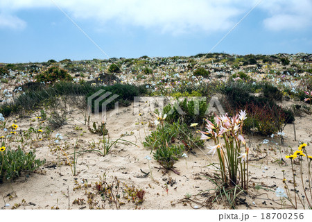 Ananuca flowers in Atacama desert, Chile 18700256