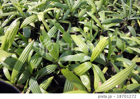Palm Seedlings. 18701272