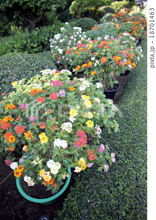 Colorful of Lantana Flowers. 18701463