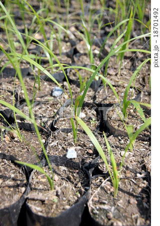 Palm Seedlings. 18701492