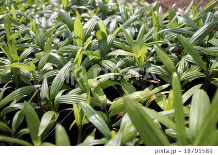 Palm Seedlings. 18701589