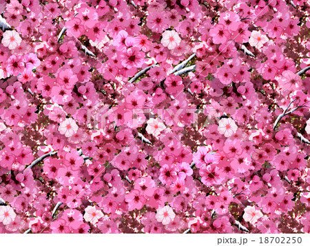 flower spring day 18702250