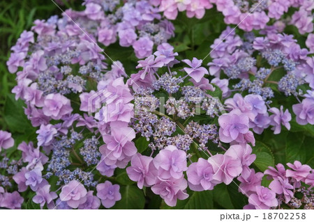 紫陽花　ピンク2 18702258