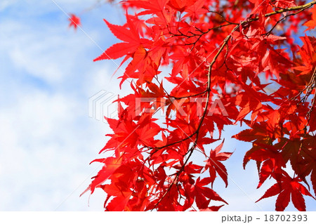 紅葉 紅葉 18702393