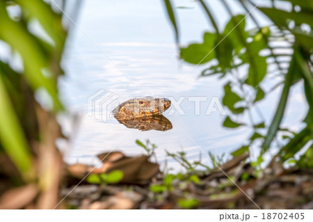 the Monitor lizard 18702405