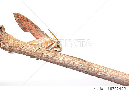 Giant Arum hawk moth Giant Arum hawk moth 18702406