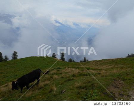 ALP BOVINE5 18702560