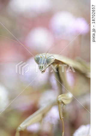 オオカマキリ 縦 オオカマキリ 縦 18702657