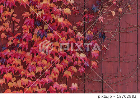 ツタの紅葉 ツタの紅葉 18702982