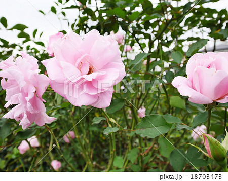 お花畑 お花畑 18703473