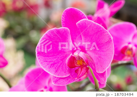 Paphiopedilum bellatulum Paphiopedilum bellatulum 18703494