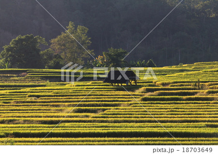 rice terraces 18703649