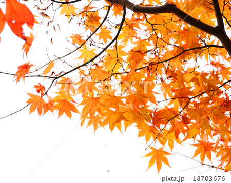 山中湖の紅葉 18703676