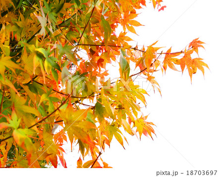 山中湖の紅葉 18703697