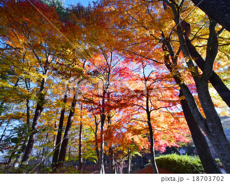 山中湖の紅葉 18703702