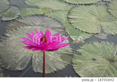 Pink Lotus flower and lotus leaf background Pink Lotus flower and lotus leaf background 18703842