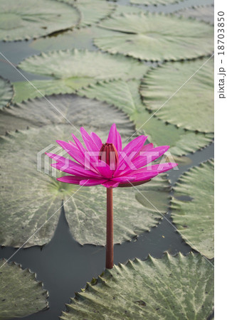 Pink Lotus flower and lotus leaf background Pink Lotus flower and lotus leaf background 18703850