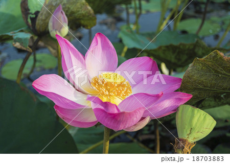 Pink Lotus flower and lotus leaf background Pink Lotus flower and lotus leaf background 18703883