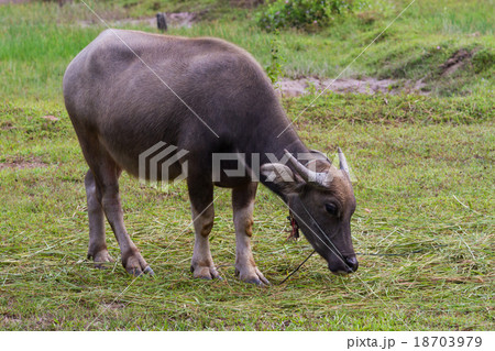 Water buffalo eating 18703979