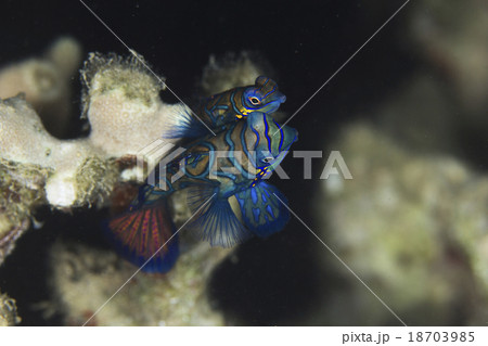 ニシキテグリの産卵、奄美大島 ニシキテグリの産卵、奄美大島 18703985