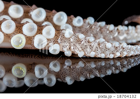 squid tentacles 18704132