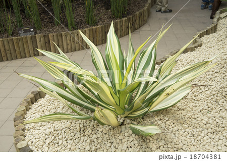 フラクラエア メディオピクタ フォチエダ 希少 大株