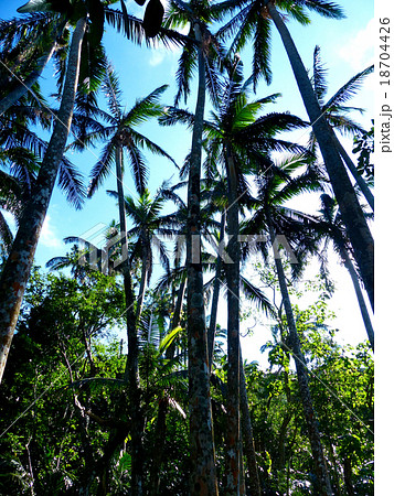 米原ヤエヤマヤシ群落 米原ヤエヤマヤシ群落 18704426