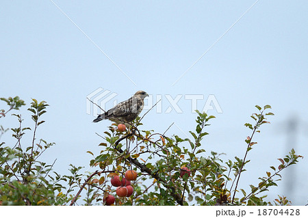 ノスリ ノスリ 18704428