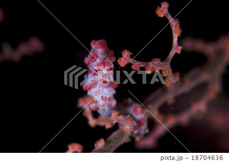 ピグミーシーホース　セブの海　ダイビング 18704636