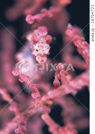 ピグミーシーホース セブの海 ダイビング ピグミーシーホース セブの海 ダイビング 18704721